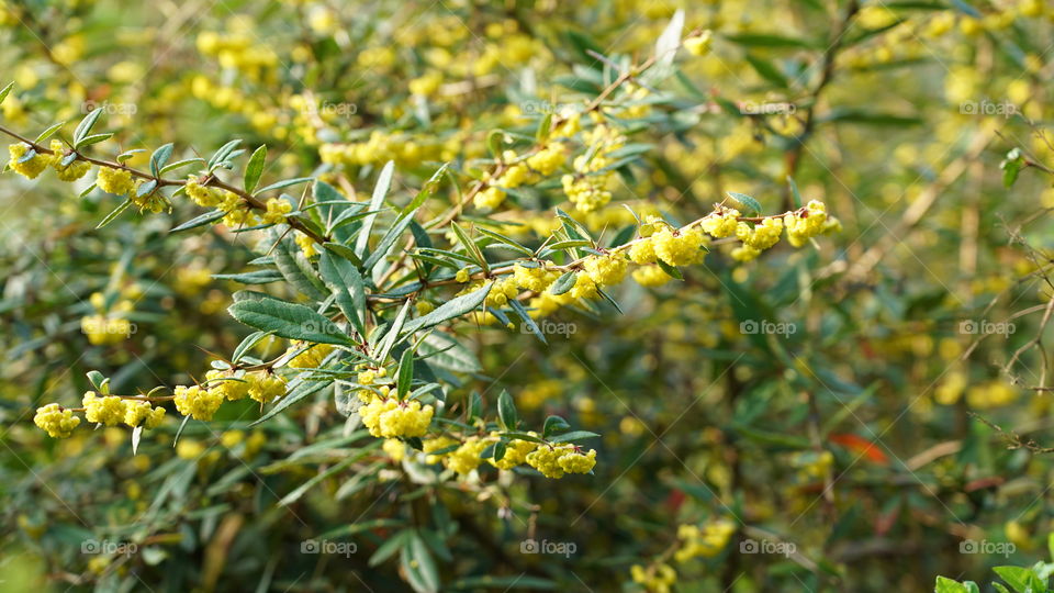 Flowers in springtime.