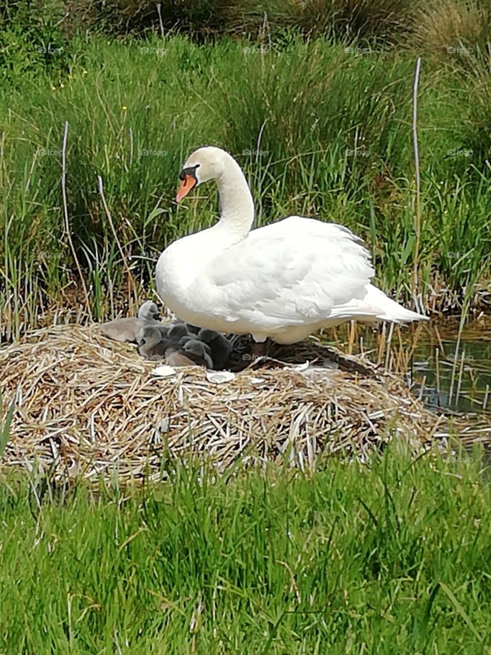 Swan on her nest of newly hatched cygnets 