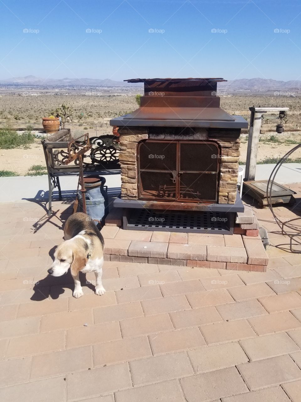 Small dog relaxing by outside fireplace on a small farm in the Mojave desert on a hot Summer day.