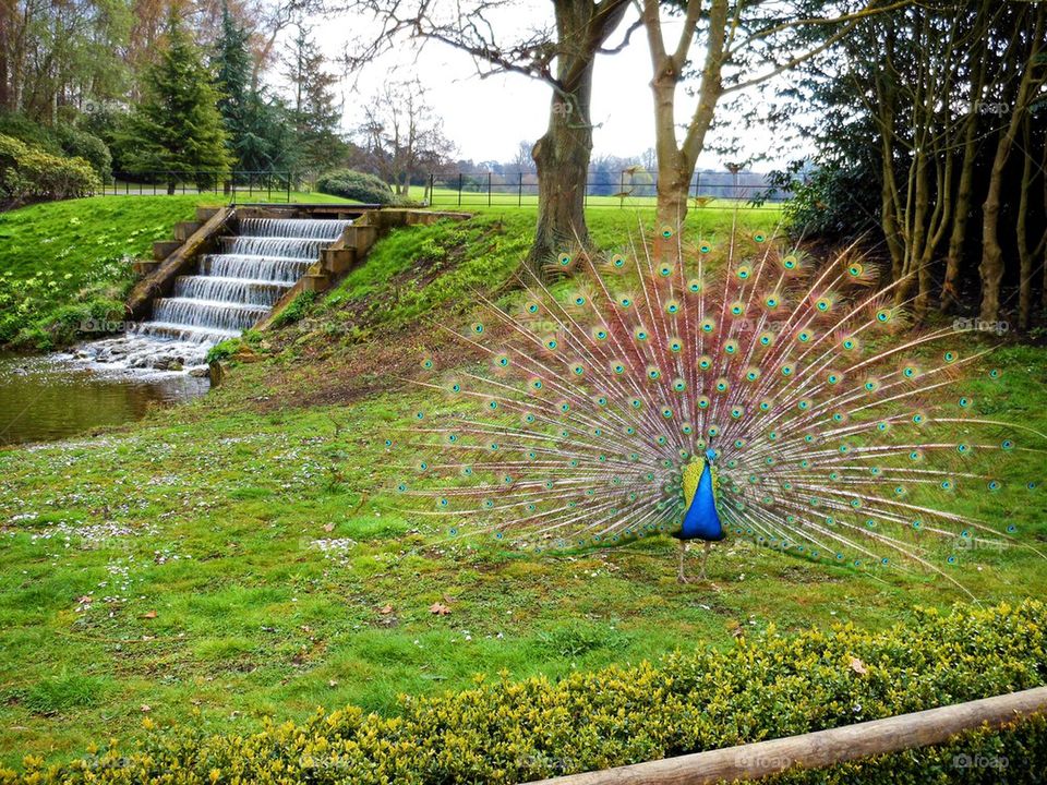 Castle Peacock