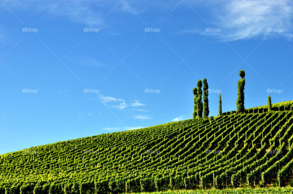 sky green vineyard nature by gaguling