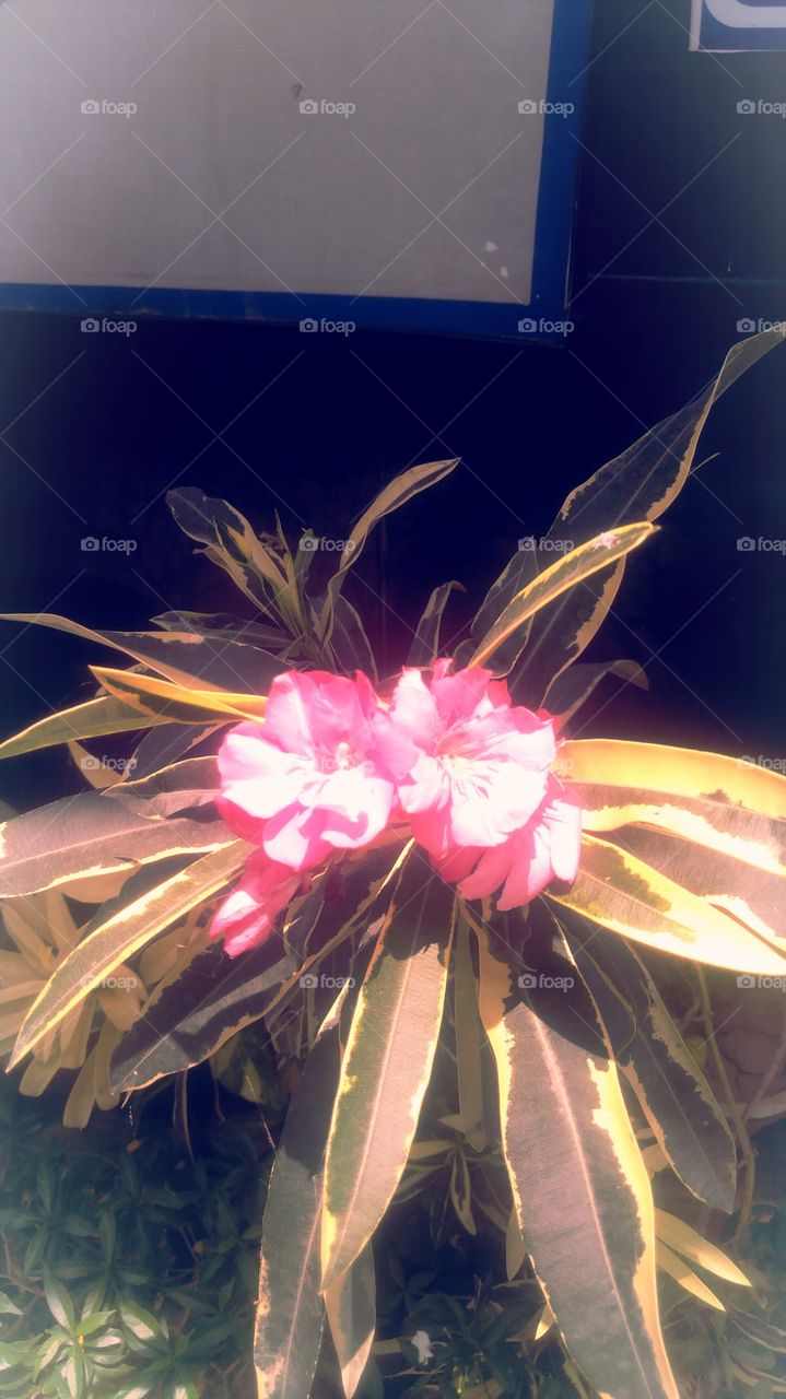 UP India Phool red in green leaf