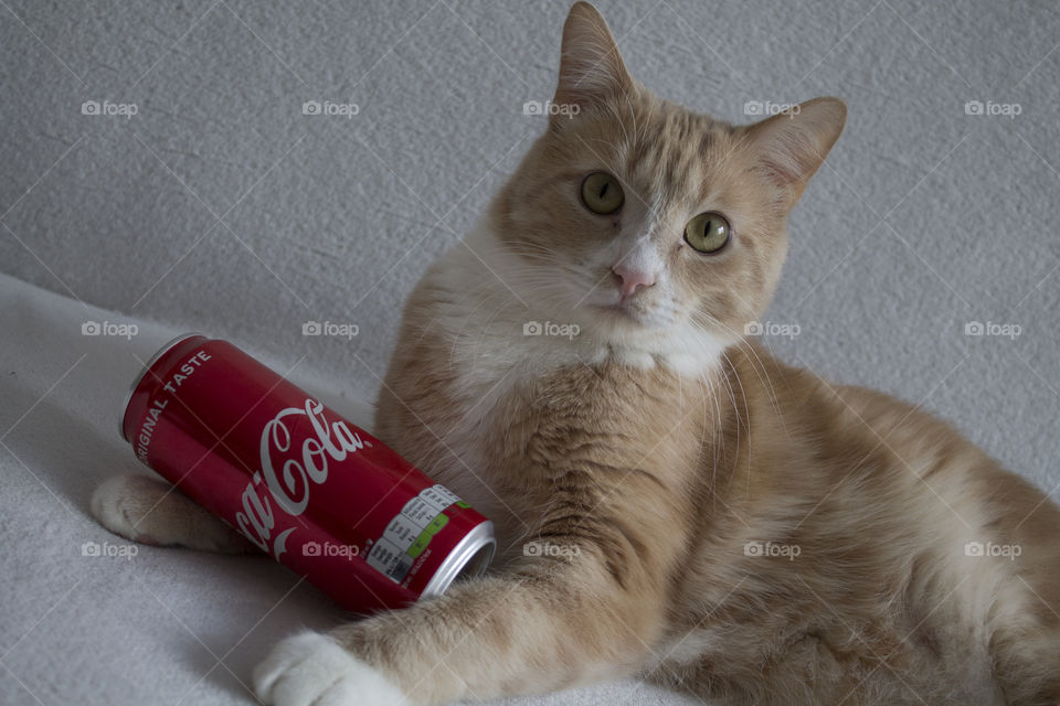 Cat playing with Coca cola can