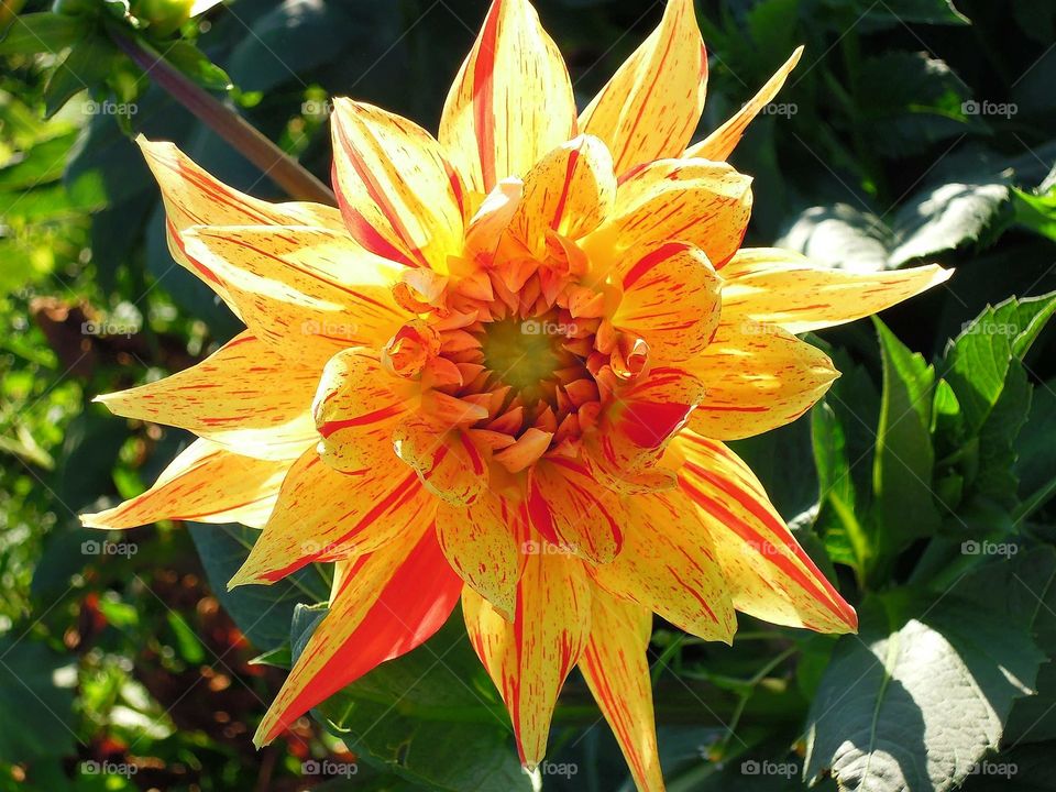flower