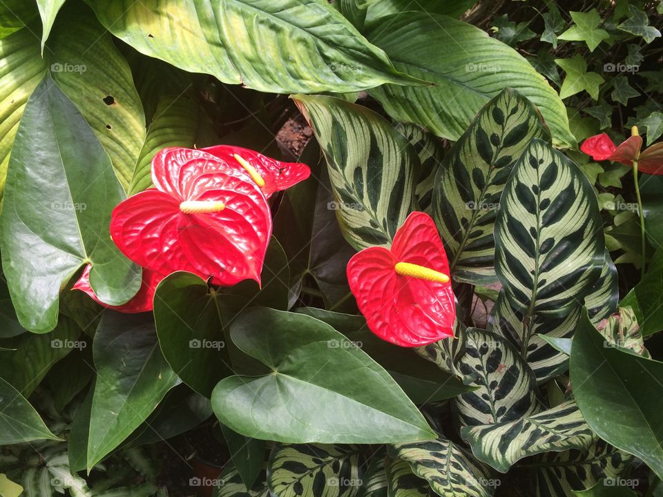 Leaf, Flora, Nature, Garden, Flower