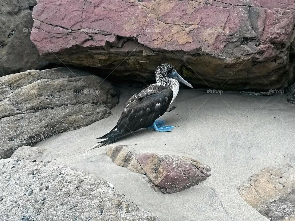 bluefeet pelican at the beach