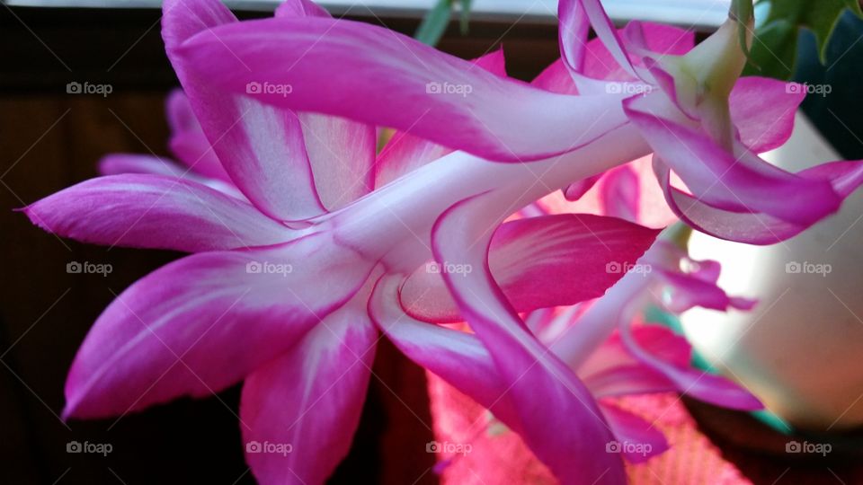 Christmas Cactus in Full Bloom. Christmas Cactus in Full Bloom 