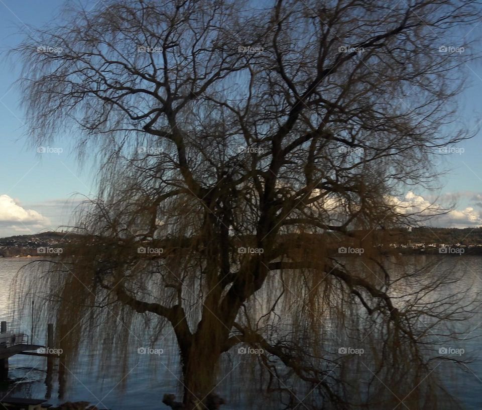 Tree juxtaposed on River
