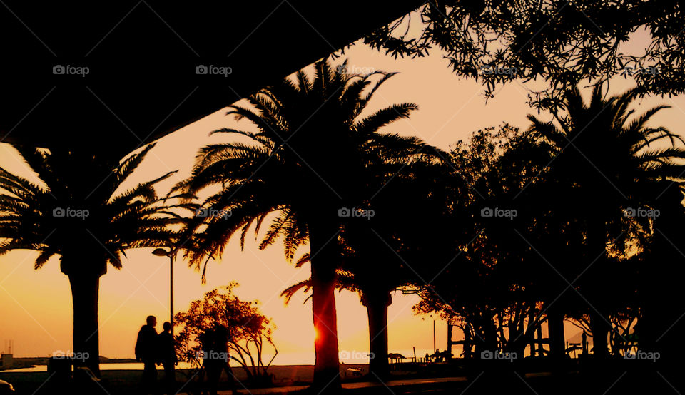 palm trees and sunset