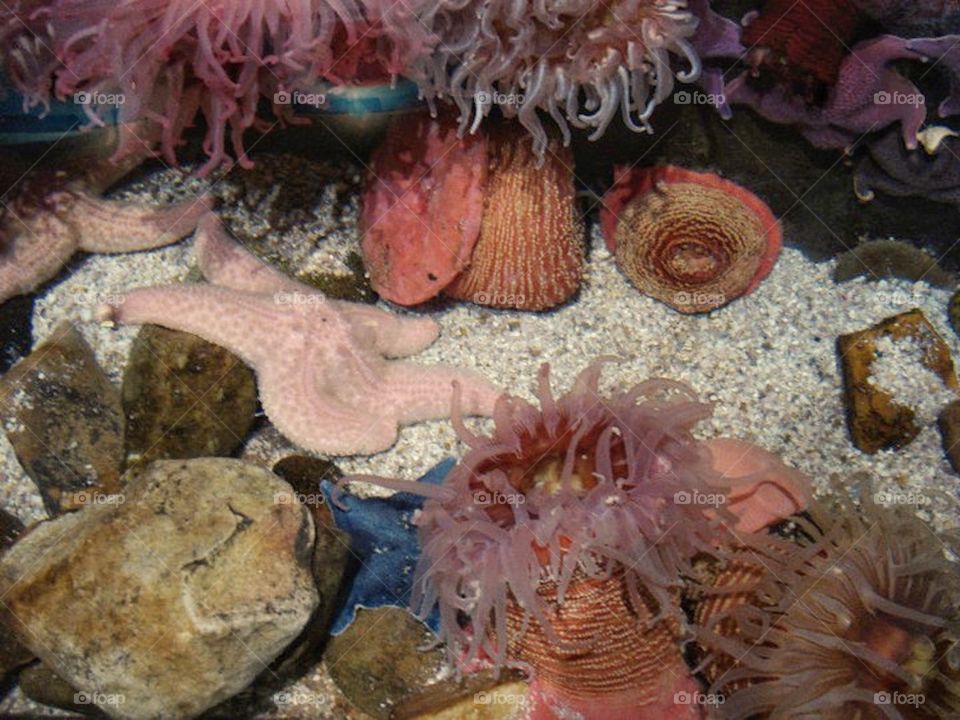 Sea anemones at the aquarium 