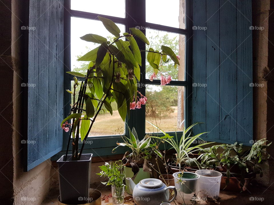 Window and plants