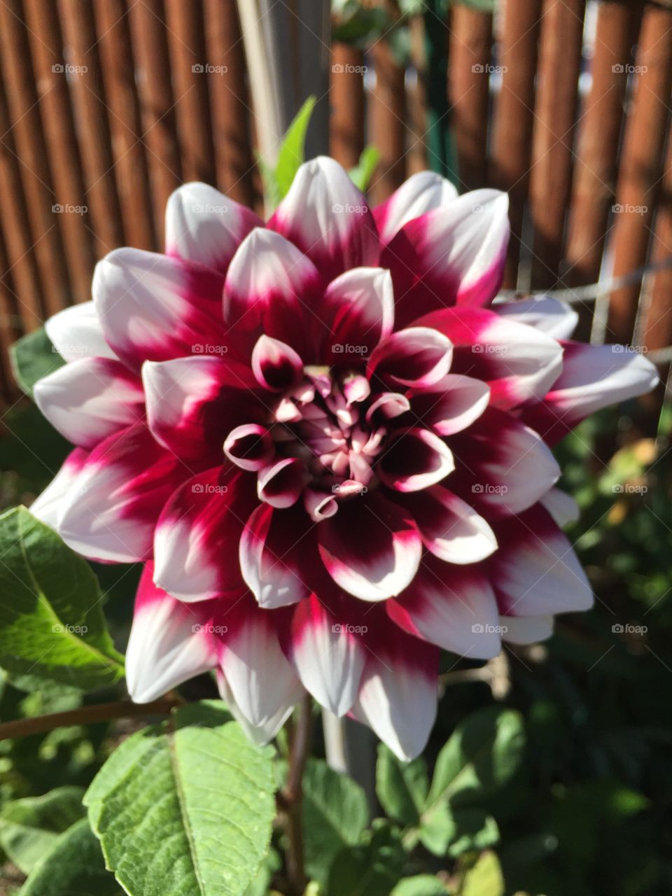 Red and White Dahlia