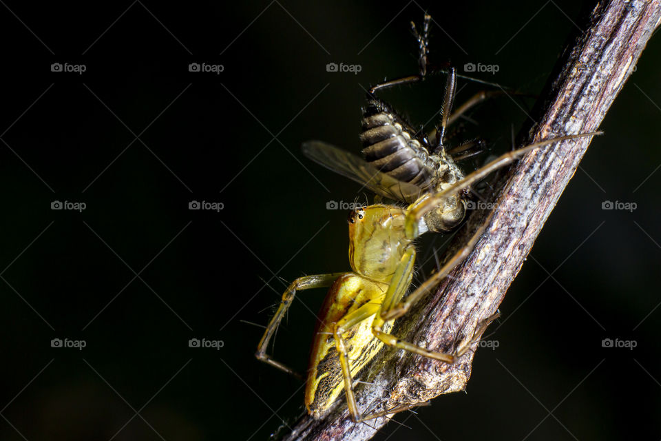 spider with isolated black background