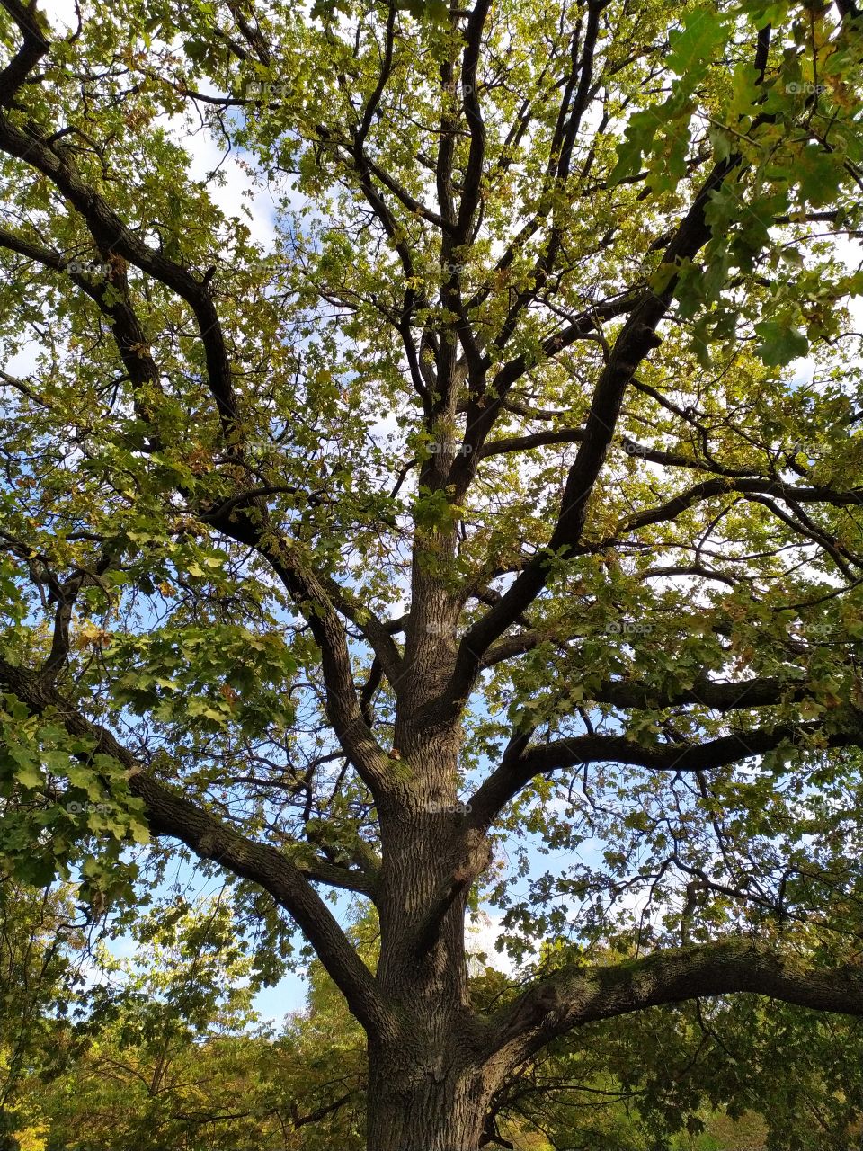 Oak Tree in Late Summer