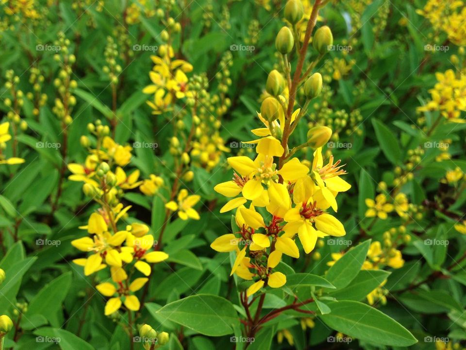 Flowers yellow field