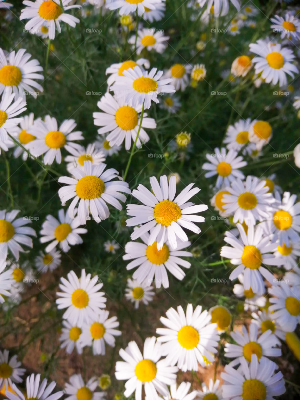 Июньские ромашки