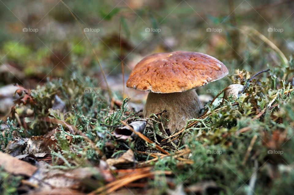 Mushroom in the forest