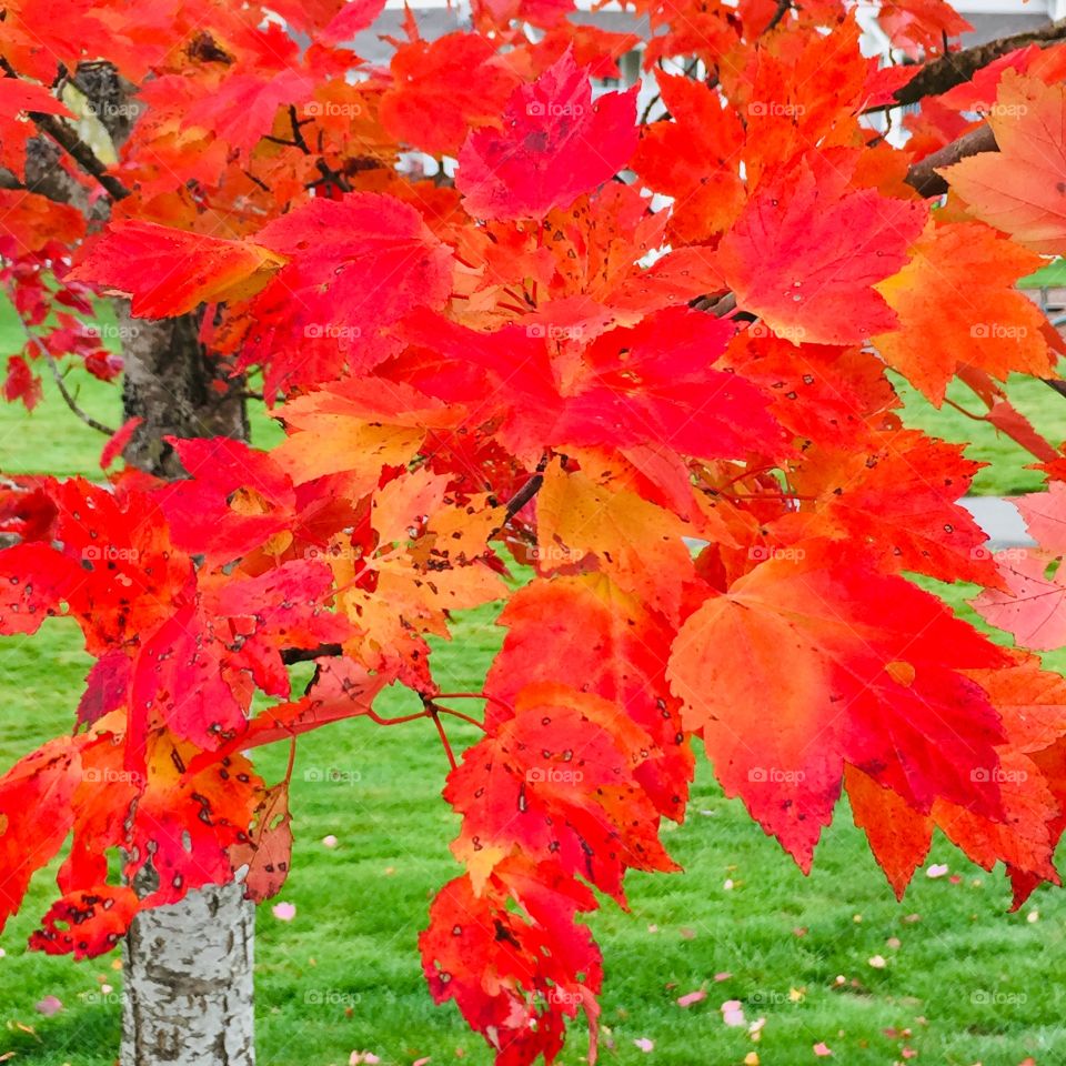 Fall is my favourite season of the year. Normally on the West Coast, leaves are blown off the trees before they have a chance to change colour but we had a beautiful late summer allowing the dogs fall colour to burst with fiery colour. 