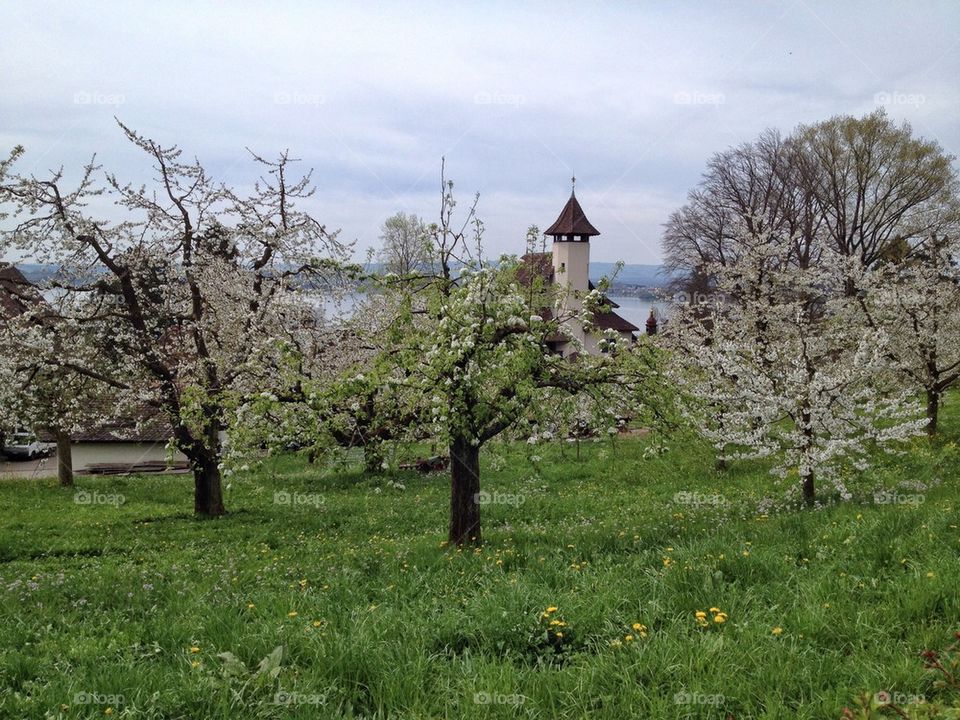 Field of Cherry Trees