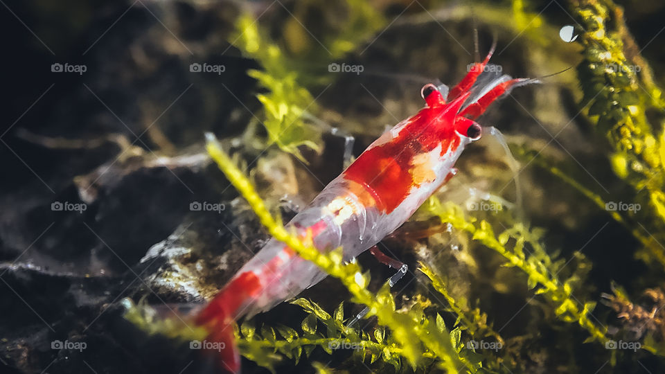 Neocaridina Davidi Var. "Rili" - Red Rili Shrimp