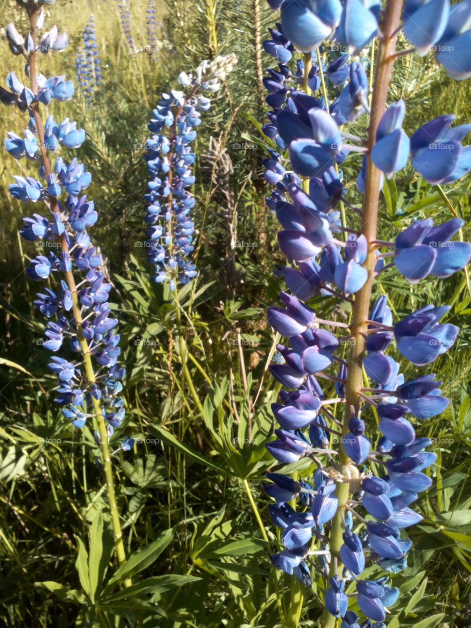 Flower, Flora, Summer, Nature, Lupine