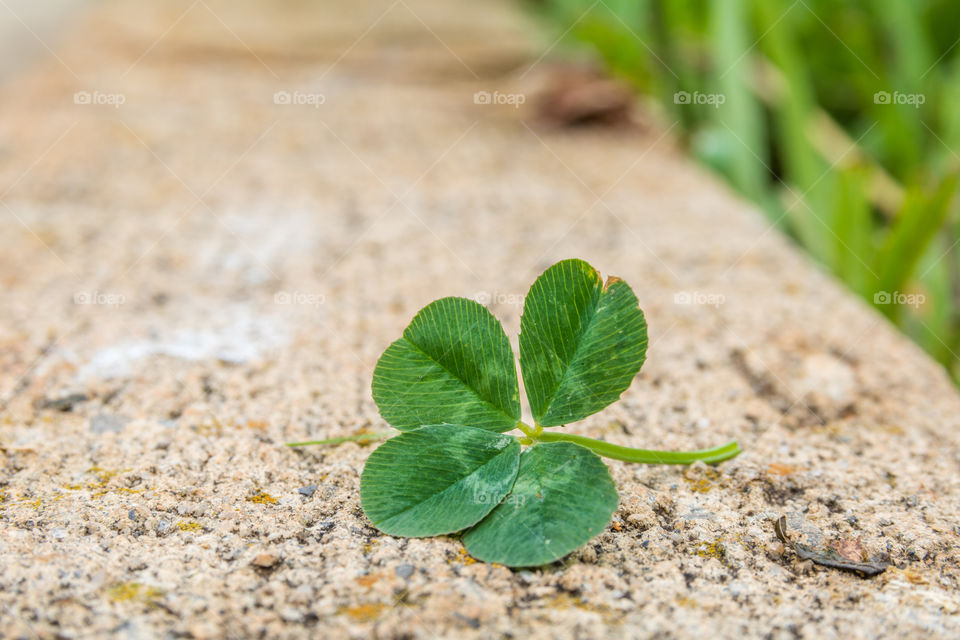 Horizontal closeup photo of a green four leaf clover on a cement curb with blades on grass in soft focus in the background