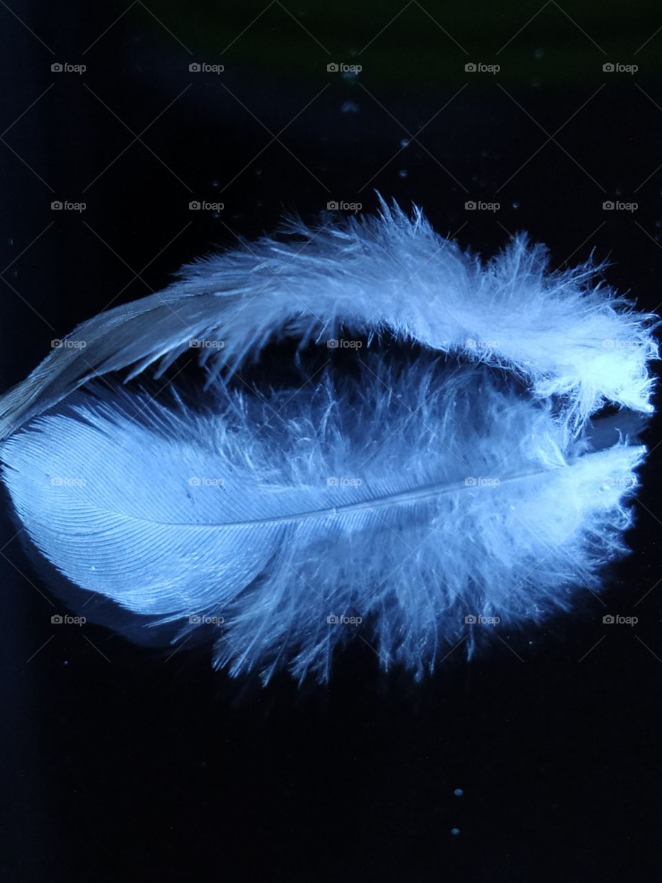 Pigeon feather in mirror reflection on a black background