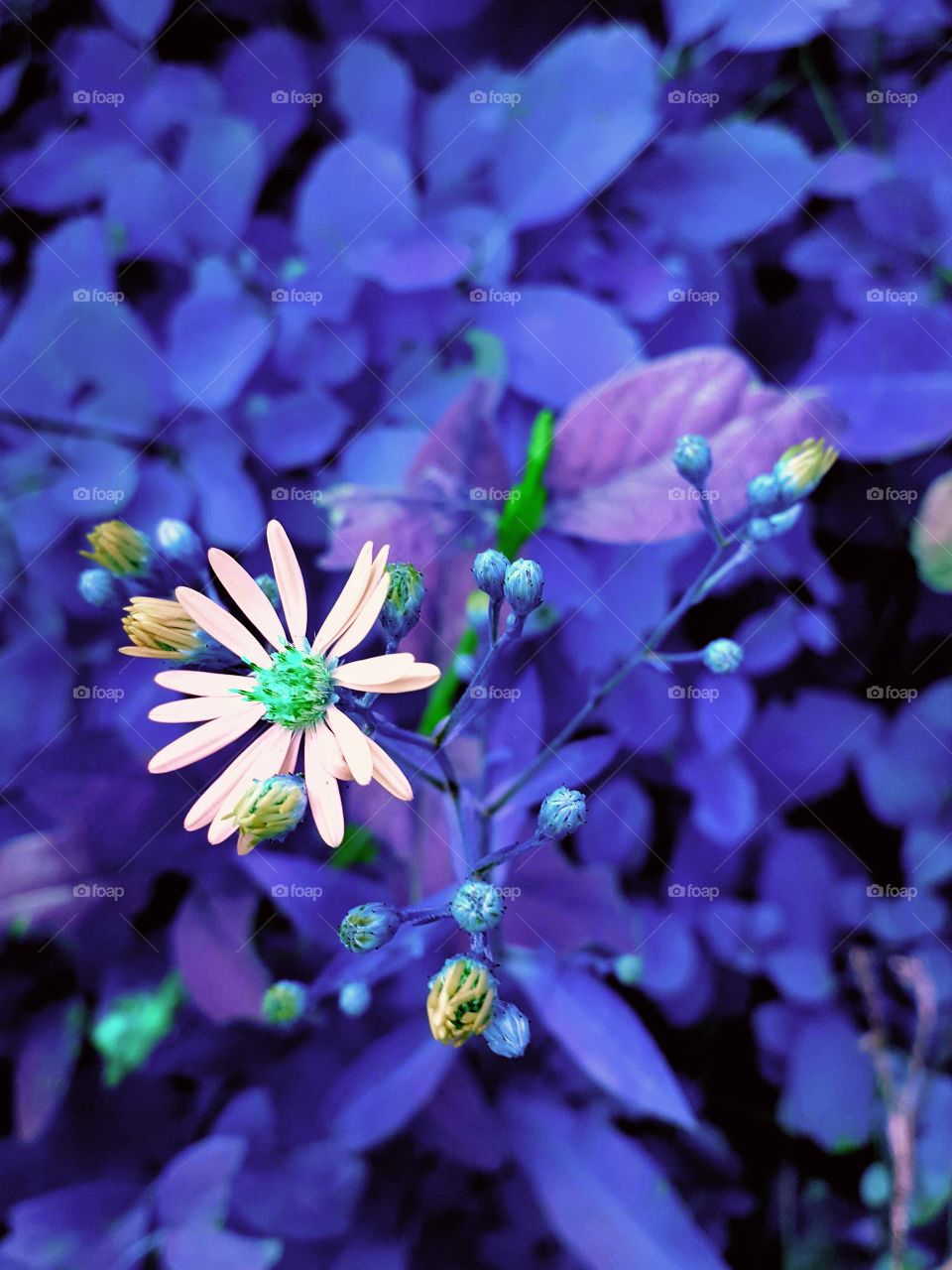 Alternate Reality Vibes 🌐👩‍🚀