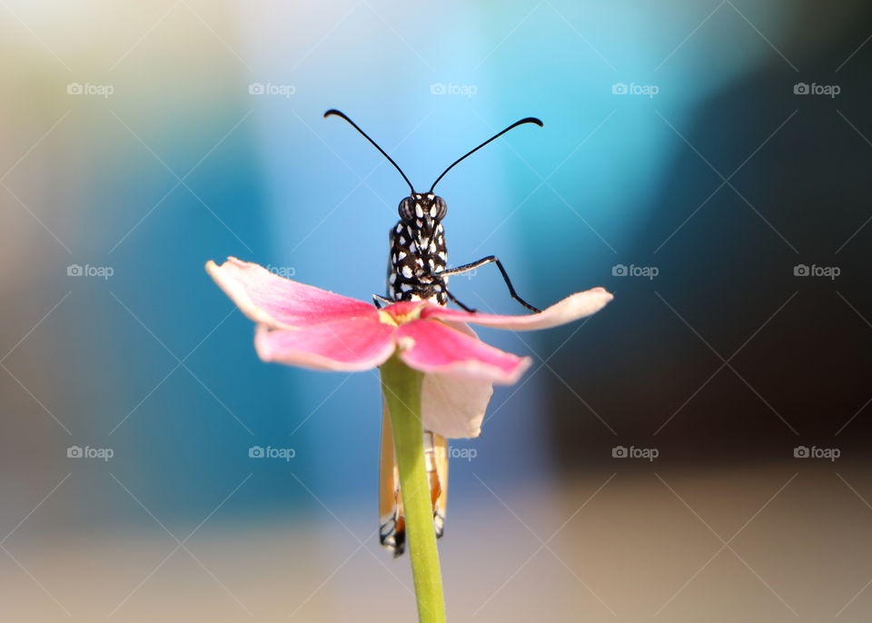 beautiful butterfly portrait