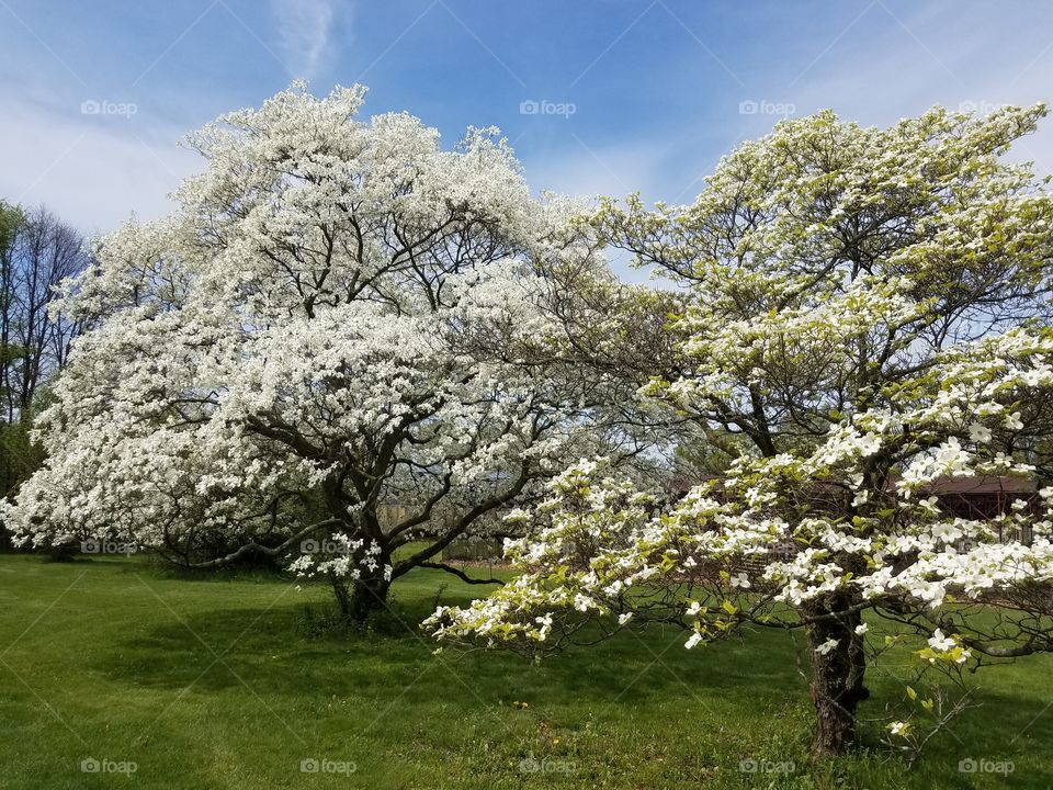 dogwood tree blossoms