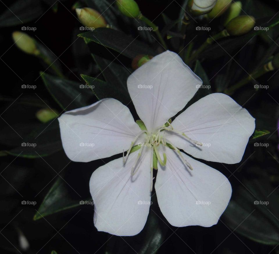 a white flower in the garden