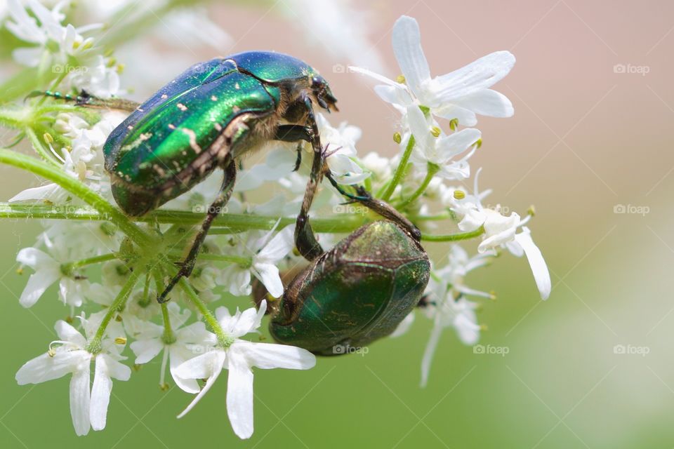 Close-up of beetles on flower