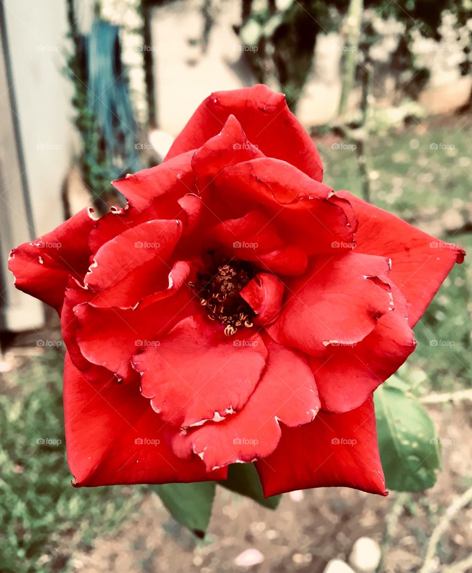 🌺Fim de #treino, em meio a #natureza. 
Suado, cansado e feliz, alongando e curtindo a beleza das #flores.
🏁
#corrida #treino #flor #flower #flowers #pétalas #pétala #jardim #jardinagem #garden #flora #run #running #esporte #alongamento #cooper