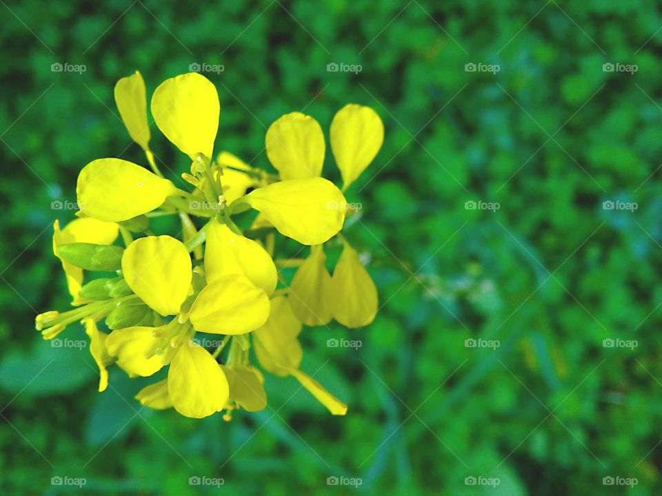 Yellow flowers on lawn, closeup