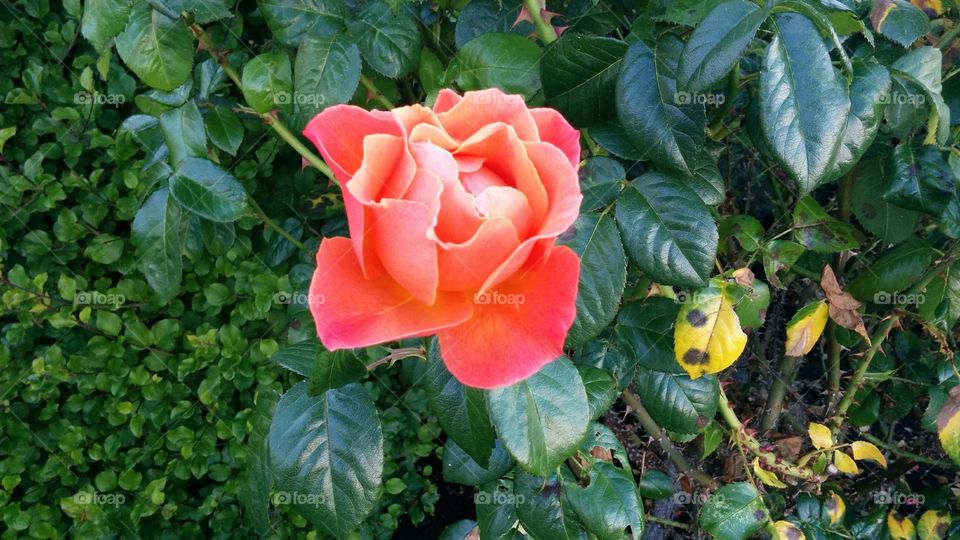 Peach Rose. Pretty flowers along my daily walking route in Sidney BC