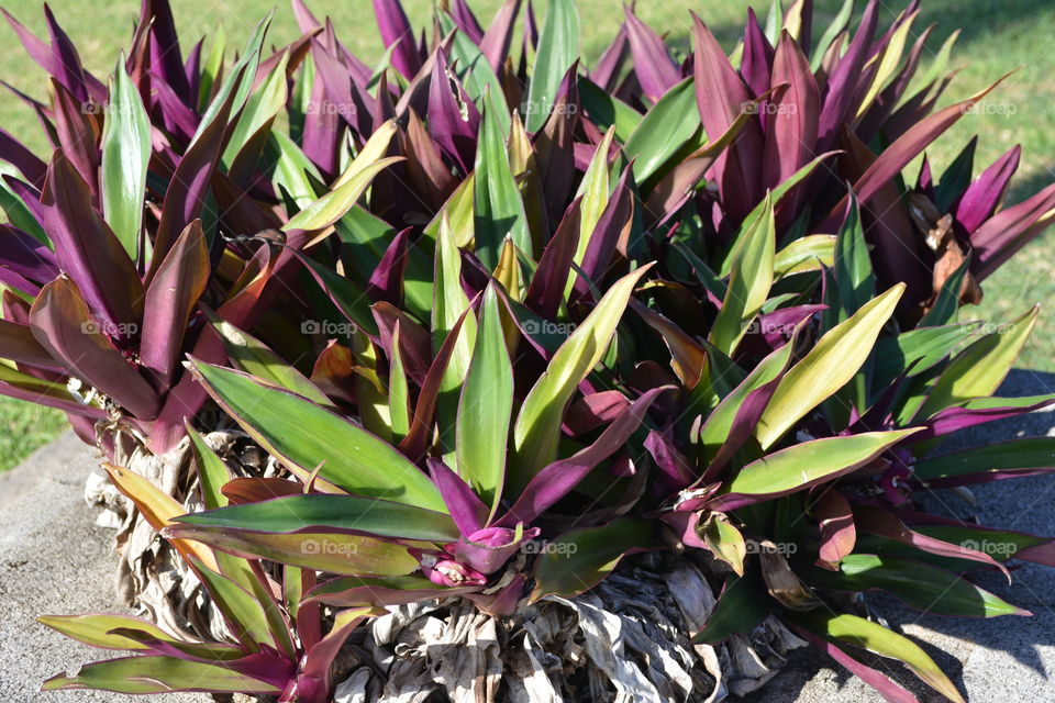 Tropical variegated leaves 