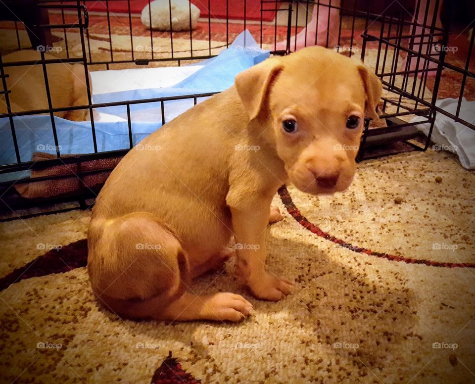New Pitbull puppy