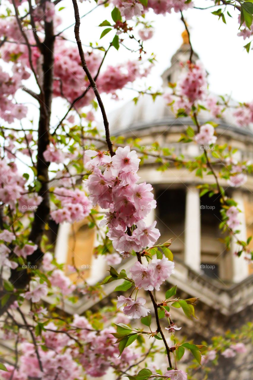 London in bloom