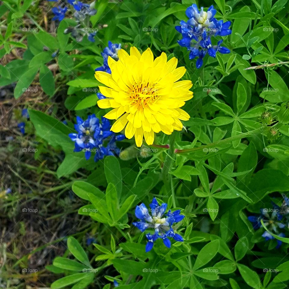 He has made everything beautiful in its time. -Ecclesiastes 3:11