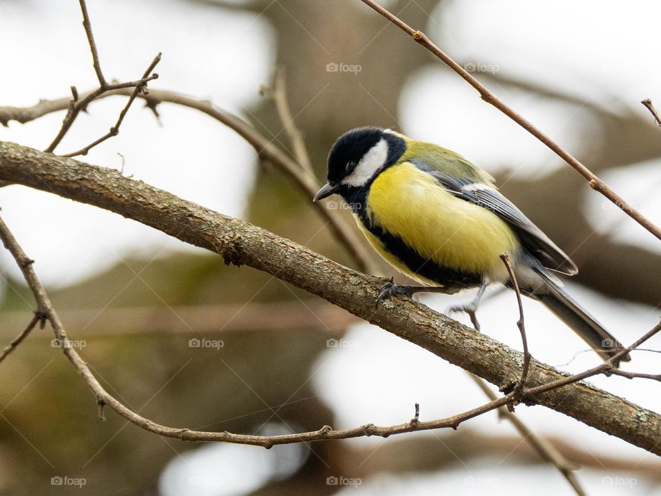 Great tit