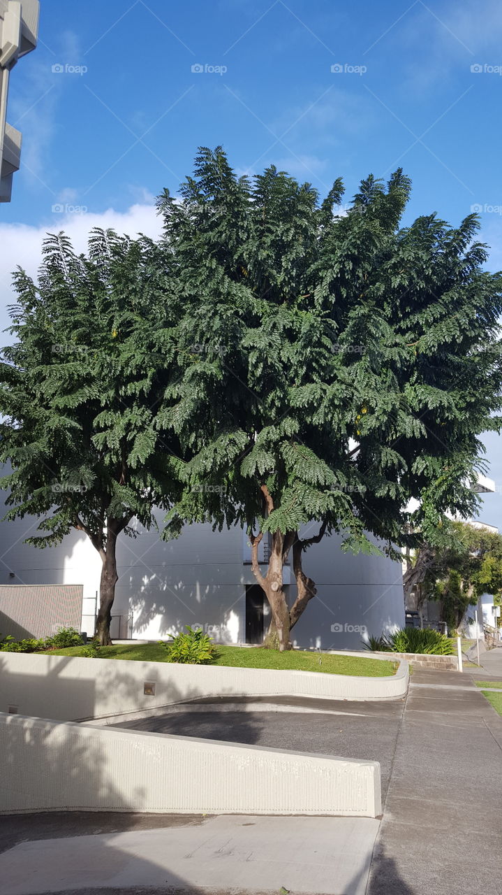 trees in the city