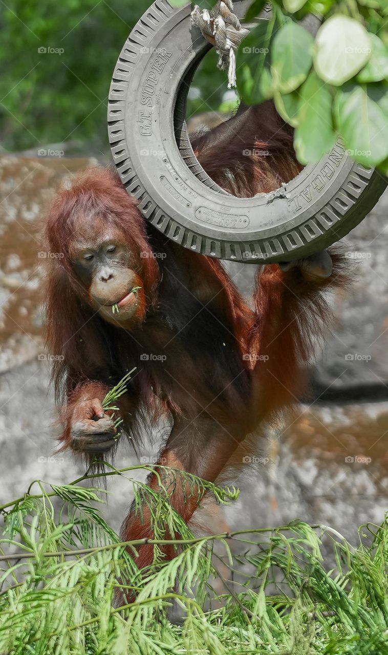 Orangutans are protected in Indonesia because of being nearly extinct.