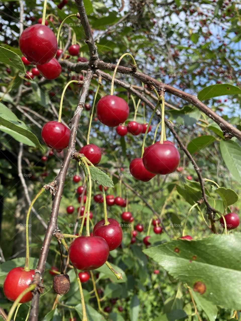 Cherry tree 