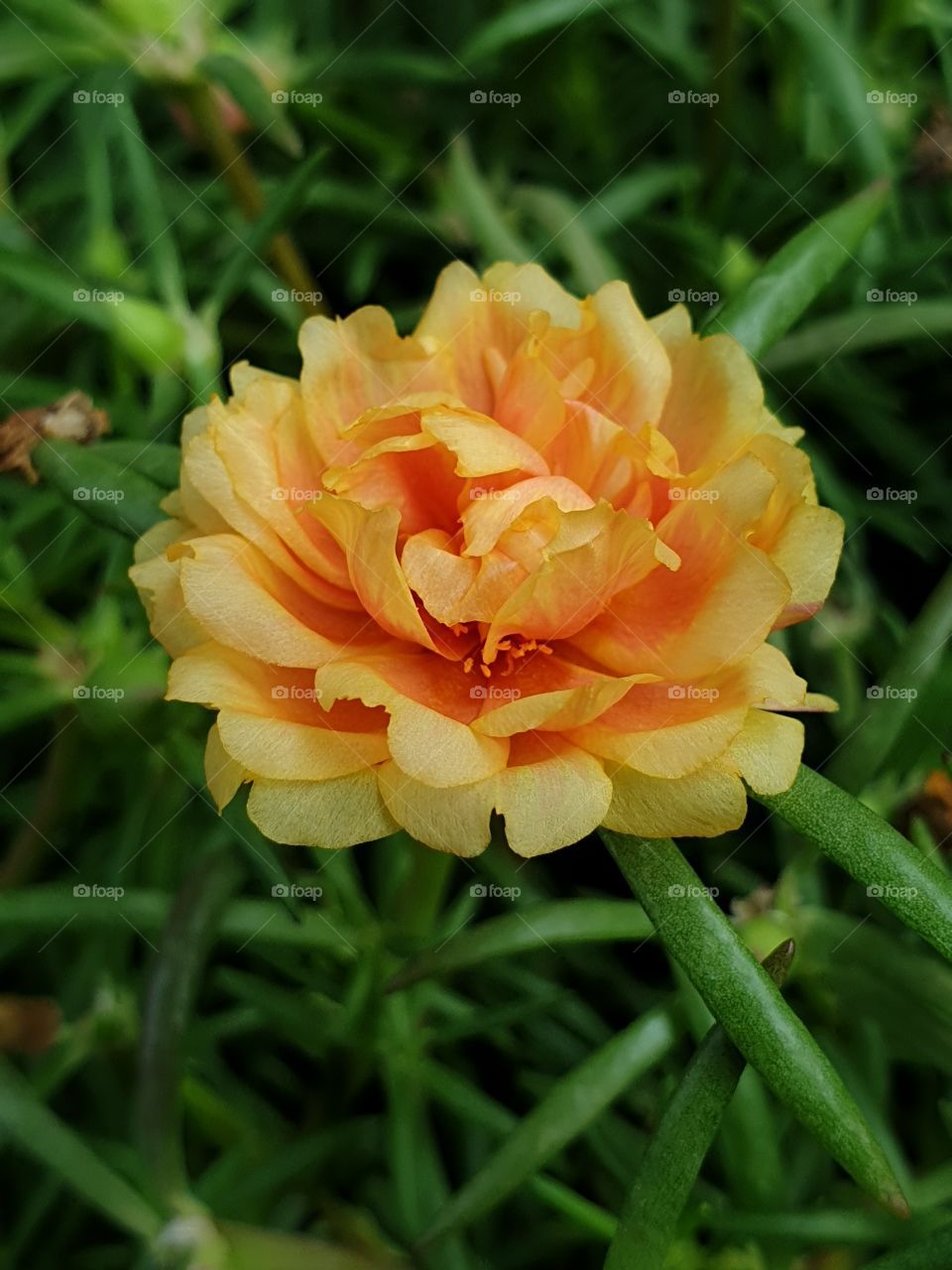 my beautiful Portulaca grandiflora