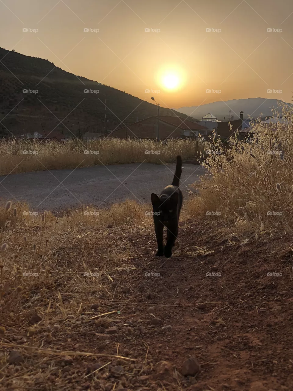 Sunset 
