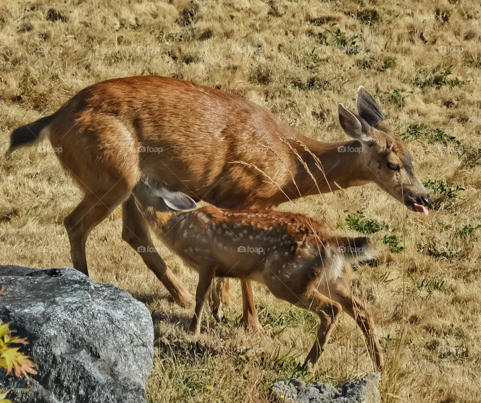 Hungry fawn
