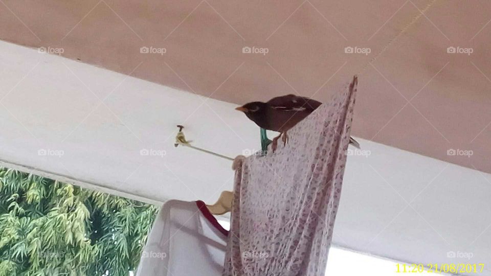 Bird came to my home & looking into