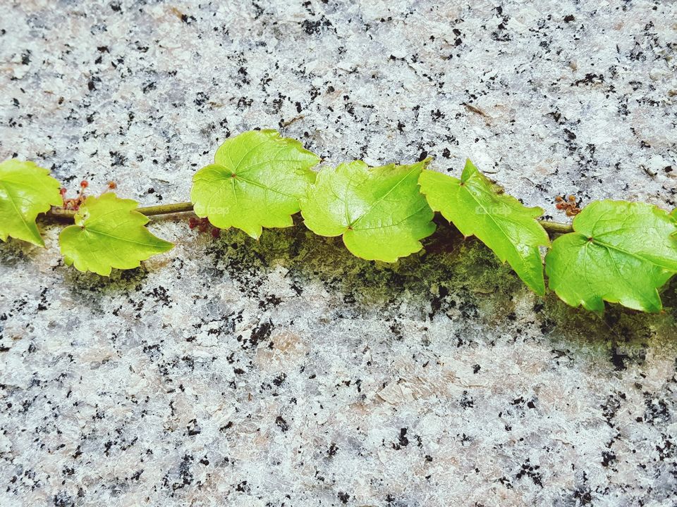 green wall