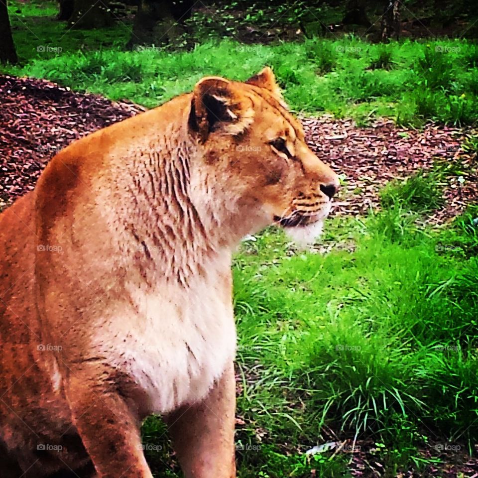 Lioness