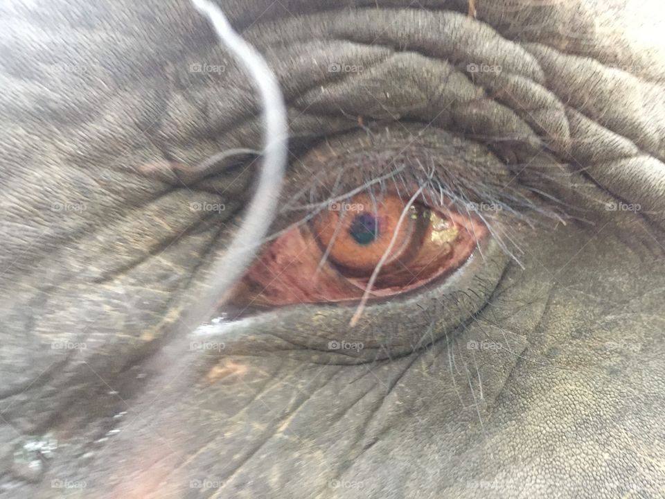 Eye of an elephant 